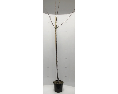 Arbre en pot, sans feuilles