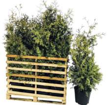 Thuyas dans une palette en bois et un pot