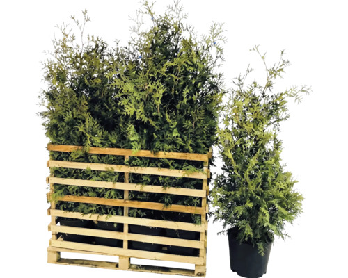 Thuyas dans une palette en bois et un pot