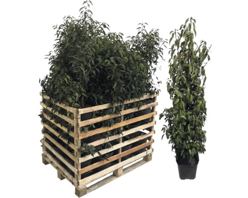 Holzpalette mit Pflanzen und eine einzelne Pflanze im Topf