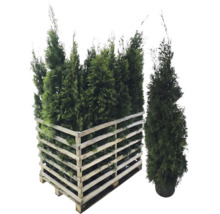 Plusieurs plantes Thuja dans une palette en bois.