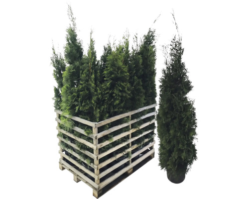 Plusieurs plantes Thuja dans une palette en bois.