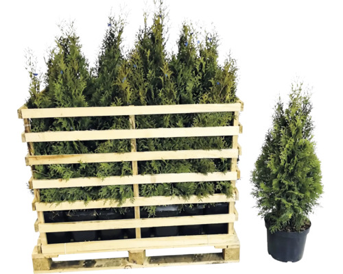 15 x Lebensbaum FloraSelf Thuja occidentalis 'Smaragd' H 100-125 cm Co 12 L  fr ca. 6 m Hecke - HORNBACH Luxemburg