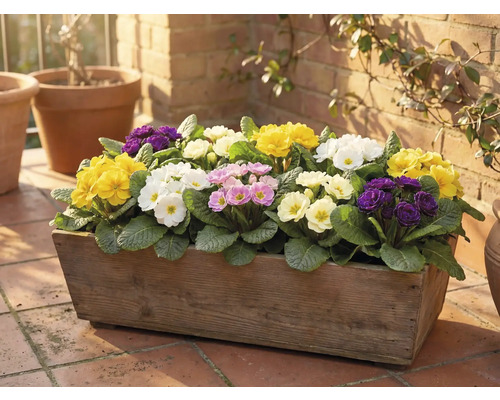 Holzkasten bepflanzt mit Primeln in verschiedenen Farben auf einer Terrasse.