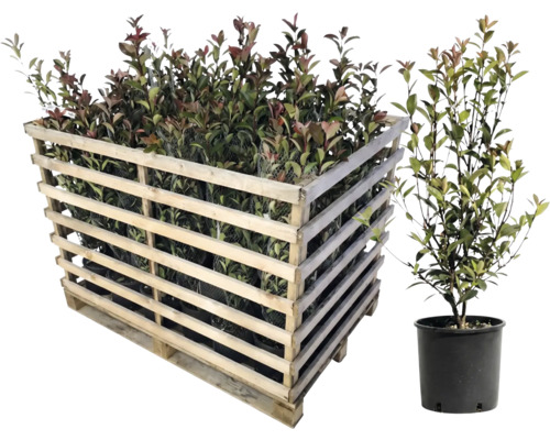 Palette mit Lorbeerrosen und einzelne Lorbeerrose im Topf