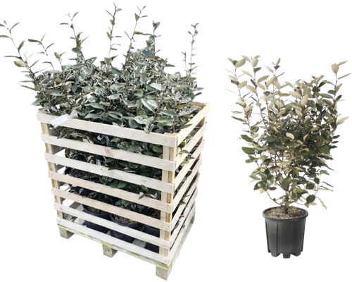 Plantes chalefs dans une caisse en bois et un pot