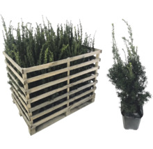 Palette d'ifs et un seul if en pot