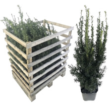 If dans une caisse en bois et individuellement en pot