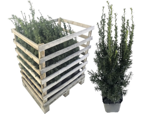 If dans une caisse en bois et individuellement en pot