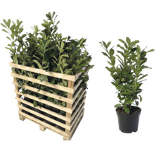 Laurier-cerise en caisse en bois et en pot