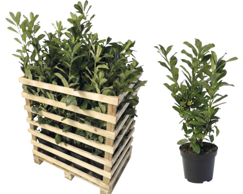 Laurier-cerise en caisse en bois et en pot