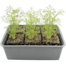 Plants d'aneth dans une boîte de culture