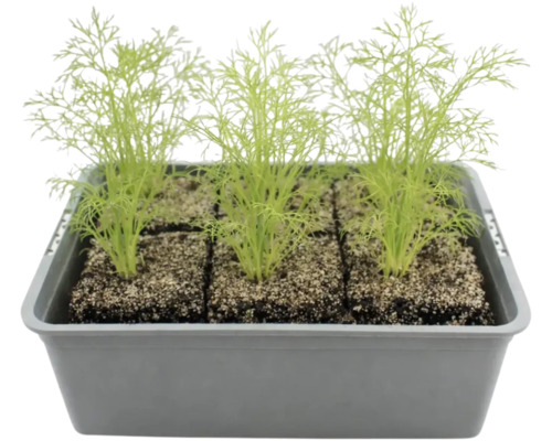 Plants d'aneth dans une boîte de culture