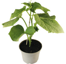 Plant de concombre en pot