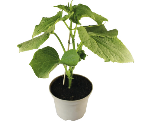 Plant de concombre en pot