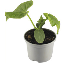 Plant de concombre en pot pour le jardin