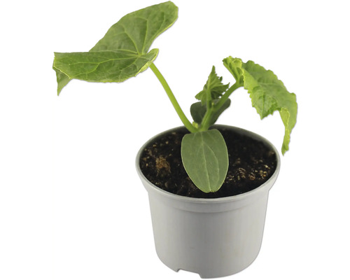 Plant de concombre en pot pour le jardin