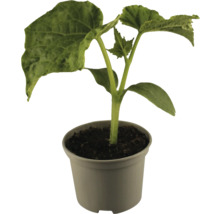 Jeune plante en pot pour le jardin