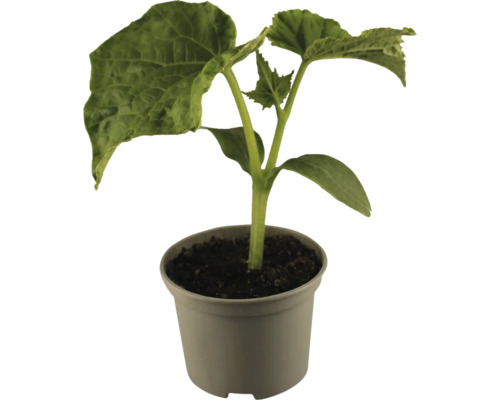 Jeune plante en pot pour le jardin
