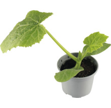 Plant de concombre en pot