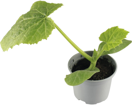 Plant de concombre en pot