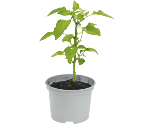 Chilipflanze in einem Topf mit Erde.