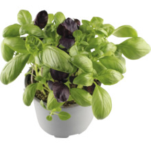 Plant de basilic en pot