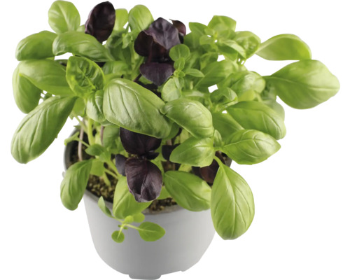 Plant de basilic en pot