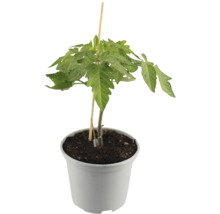 Plant de tomate en pot avec tuteur en bois