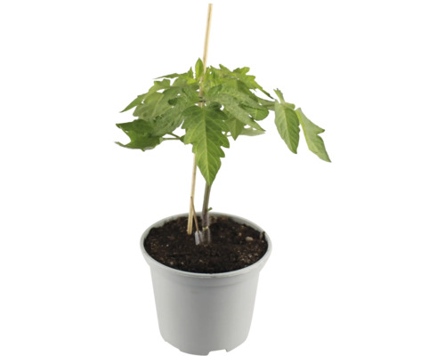 Plant de tomate en pot avec tuteur en bois