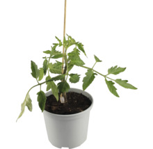 Plant de tomates avec tuteur en bois en pot
