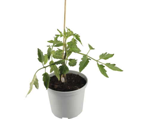 Plant de tomates avec tuteur en bois en pot