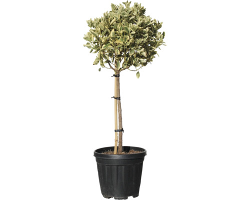 Im Topf gezogener Spindelstrauch als Kugelbaum