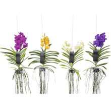 Verschiedenfarbige ANSU Orchideen hängend