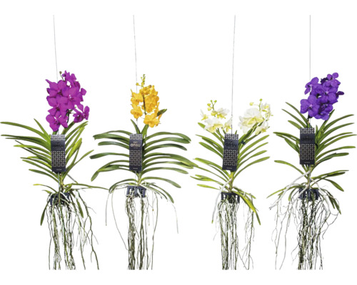 Verschiedenfarbige ANSU Orchideen hängend