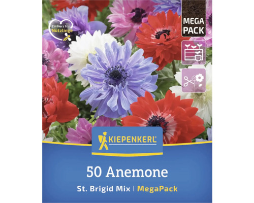Packung mit 50 Anemonen der Sorte St. Brigid Mix im Megapack