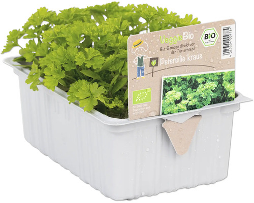 Persil frisé dans un pot blanc avec une étiquette VeggieBio et un label bio.