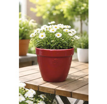 Margeriten in einem Blumentopf auf einem Holztisch im Garten