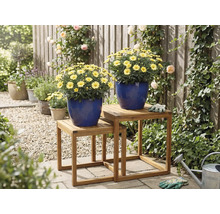Vue de jardin avec des marguerites en pot sur une table à plantes