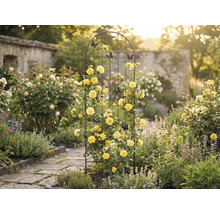 Gartenszene mit Rosenbogen, gelben Rosen und dekorativen Schmetterlingen