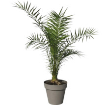 Dattier en pot pour l'intérieur