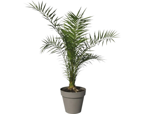 Dattier en pot pour l'intérieur