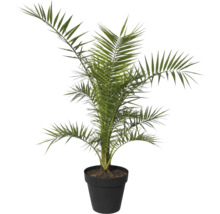 Palmier dattier en pot comme plante d'intérieur