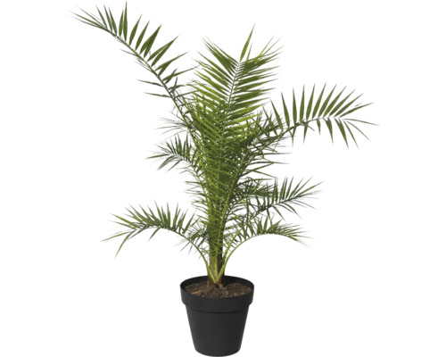 Palmier dattier en pot comme plante d'intérieur