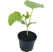 Jeune plant de tournesol en pot avec de la terre