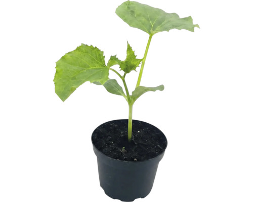 Sonnenblumen-Jungpflanze im Topf mit Erde