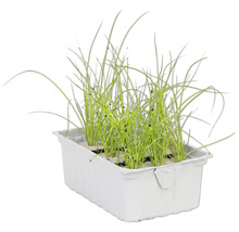 Ciboulette dans une jardinière