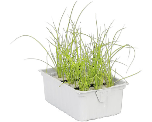 Ciboulette dans une jardinière