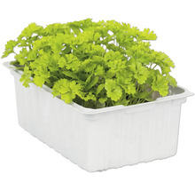 Petersilie im Pflanzgefäß