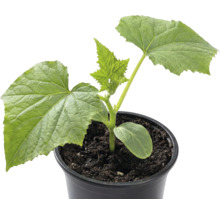 Plant de concombre en pot